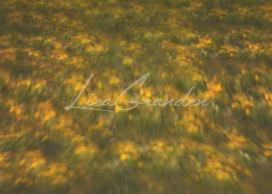 Kate Gelber Obstgarten-Boden-Hintergrund für Fotografie Entworfen von Lisa Granden - Kate Backdrop.de