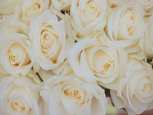 Katebackdrop:Kate White Rose Flower Backdrop Photo