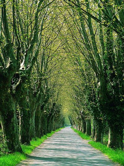 Katebackdrop:Kate Road Tree Spring Backdrop Scenery Backdrop For Photography