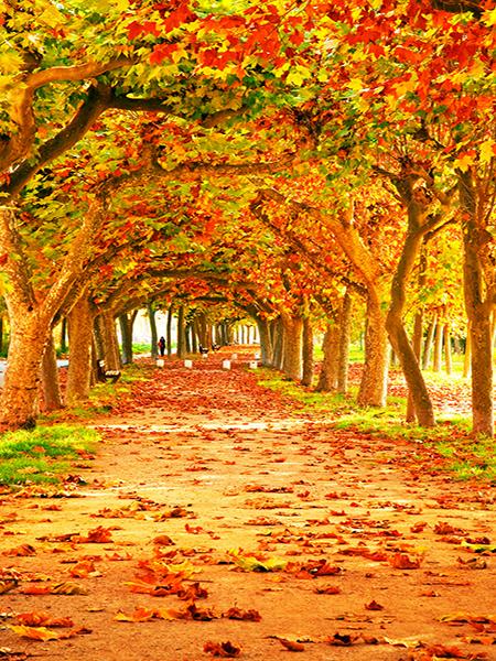 Katebackdrop:Kate Autumn Tree Fall Leaves Natural Scenic Photo Background