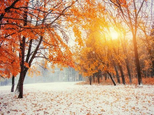 Katebackdrop:Kate Sunshine Winter Scenic Photography Backdrops Maple Leaves Tree