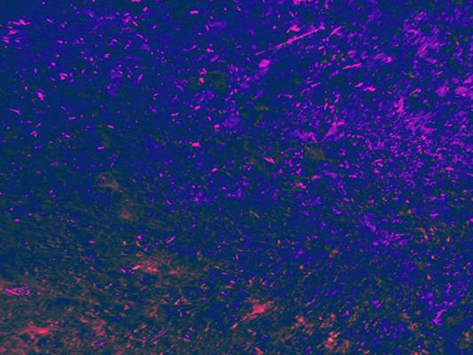 Katebackdrop:Kate Textured Purple Blue Photography Backdrop