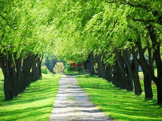 Katebackdrop:Kate Scenery Green Tree Road Backdrop