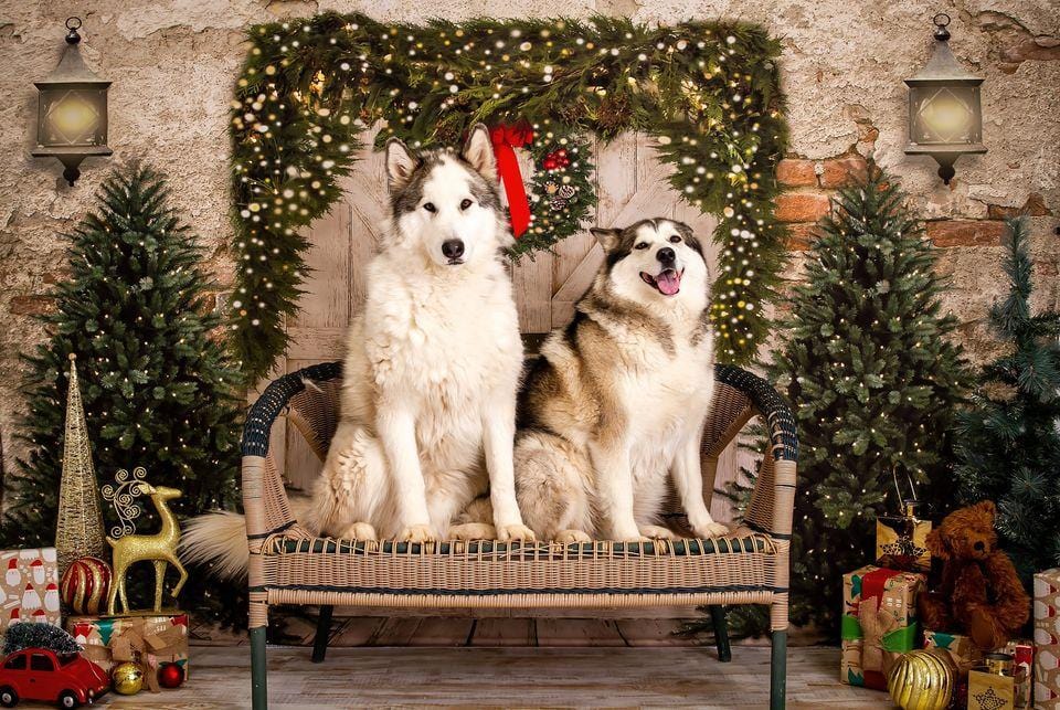 Kate Weihnachten Fleece Hintergrund Ziegelwand Tür & Xmas B?ume Entworfen von JS Photography