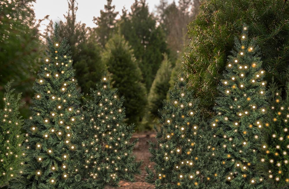 Kate Weihnachten Tannenbäume Lichter Wald Hintergrund Entworfen von Emetselch