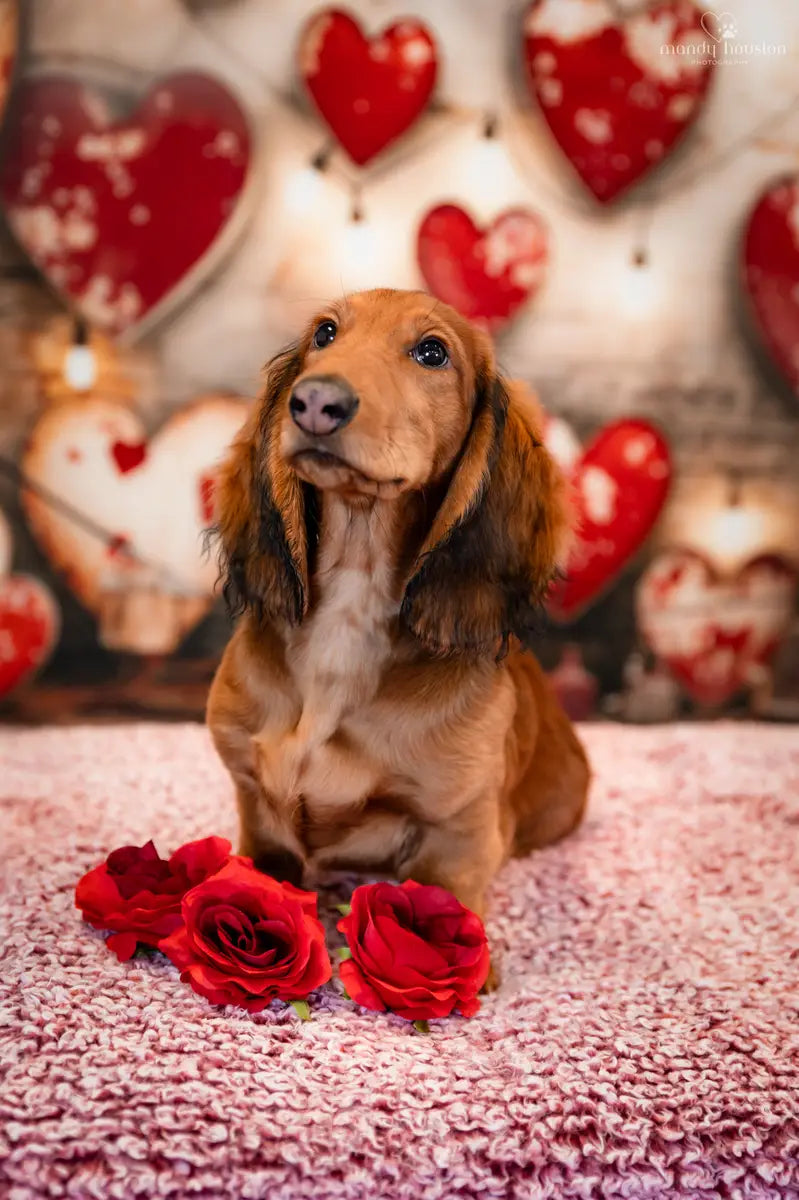 Kate Valentinstag Industrie Retro Lampe Liebe Fleece Hintergrund Entworfen von Emetselch - Kate Backdrop.de