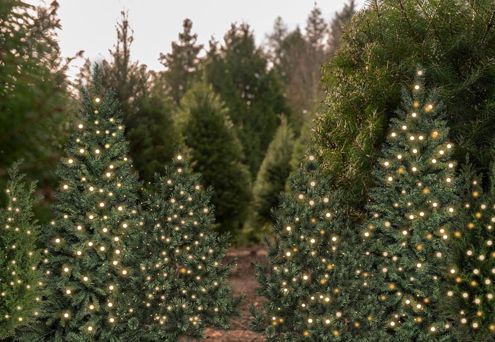 Kate Weihnachten Tannenbäume Lichter Wald Hintergrund Entworfen von Emetselch