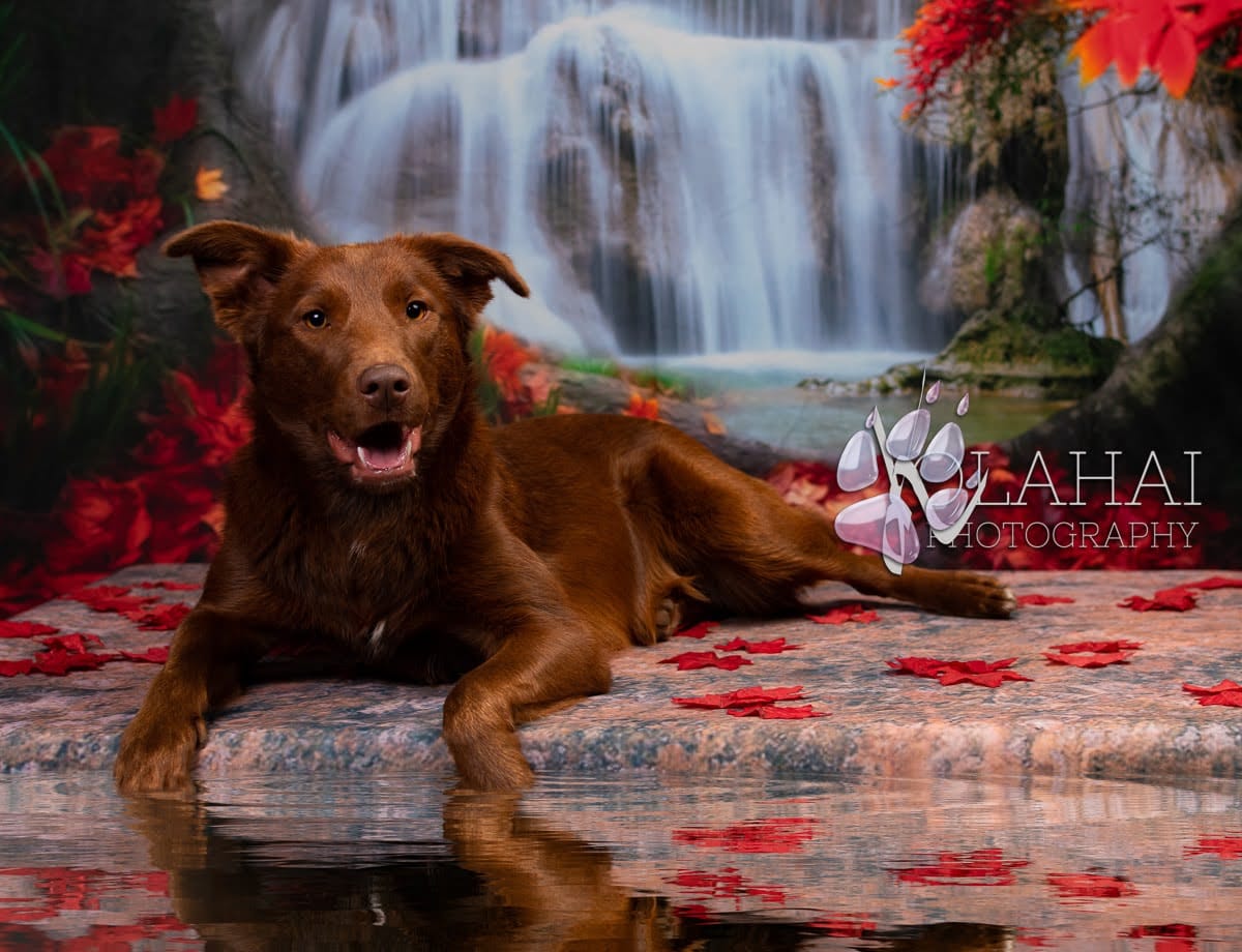 Kate Herbst Hintergrund Wald Wasserfall Blätter für Fotografie - Kate Backdrop.de