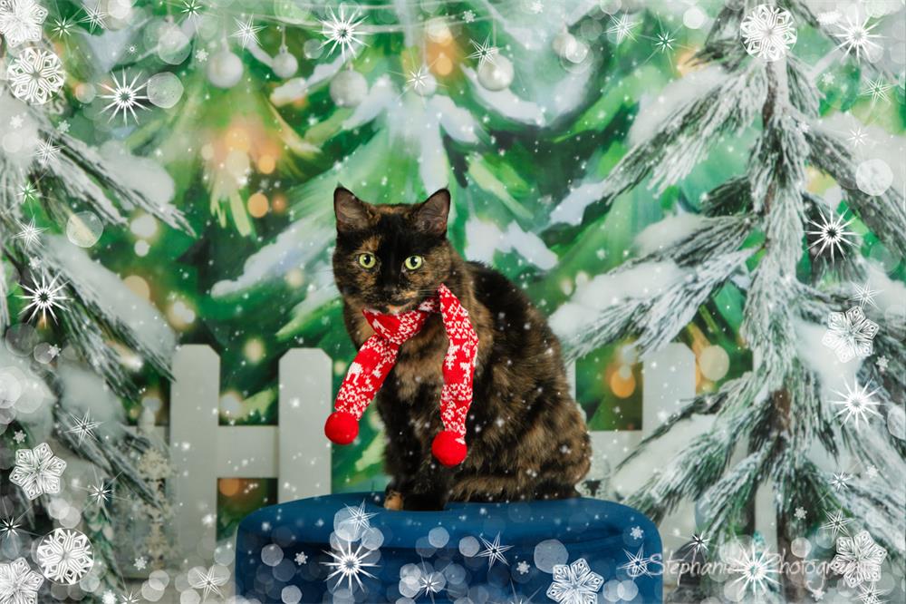 Kate Weihnachten Hintergrund Bäume zu verkaufen Schnee Wald entworfen von Emetselch - Kate Backdrop.de