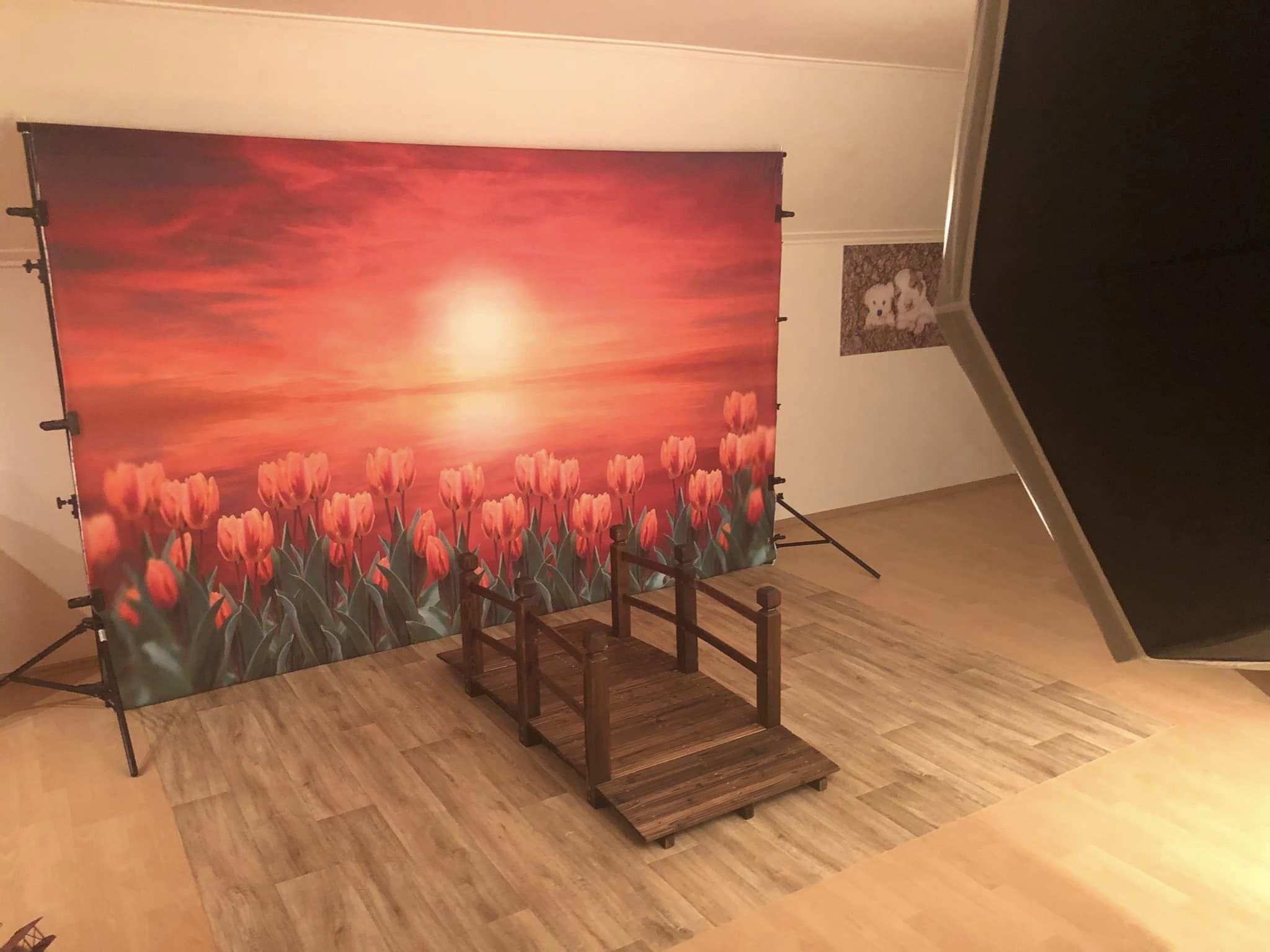 Kate Frühling Tulpe Dämmerung Sonnenuntergang Hintergrund für die Fotografie