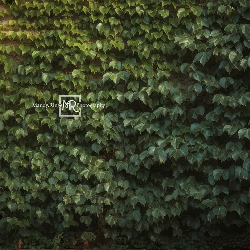 Kate Klettern Efeu Wand Pflanze Sommer Hintergrund von Mandy Ringe Fotograf