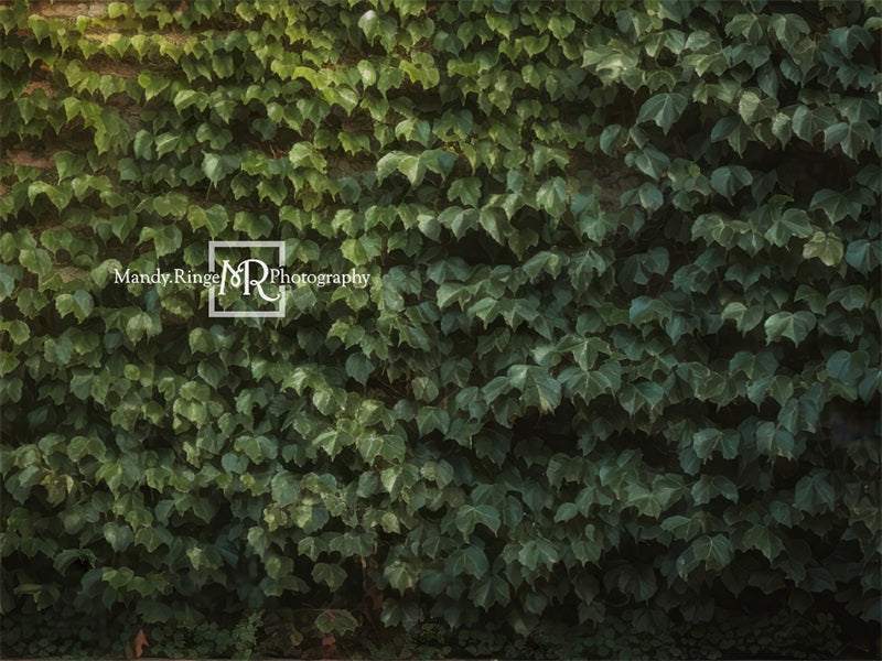 Kate Klettern Efeu Wand Pflanze Sommer Hintergrund von Mandy Ringe Fotograf