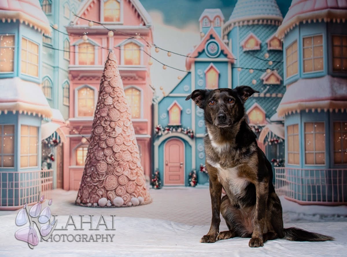 Kate Weihnachten Süßigkeiten Welt Haus Hintergrund für Fotografie - Kate Backdrop.de