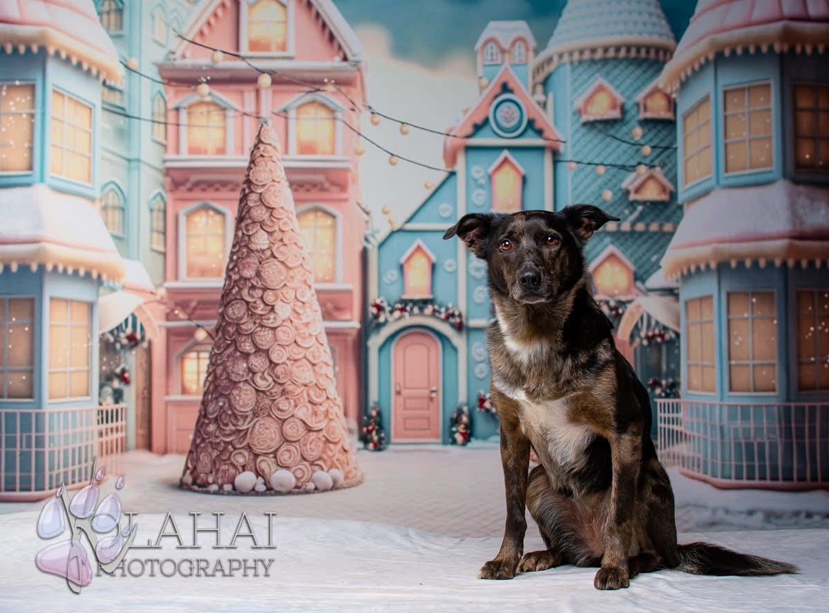 Kate Weihnachten Süßigkeiten Welt Haus Hintergrund für Fotografie