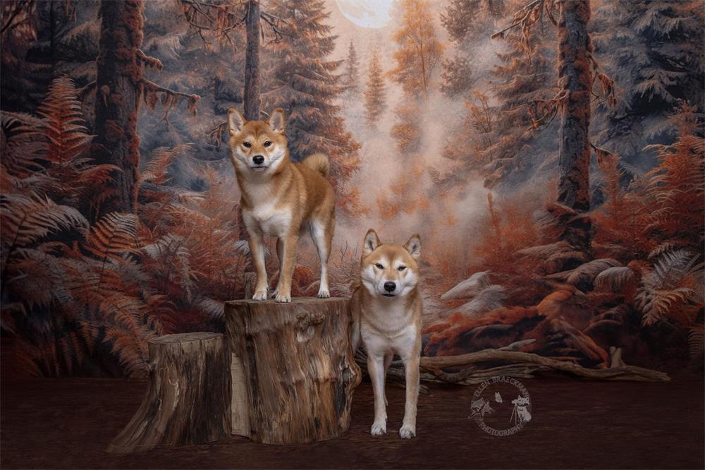 Kate Wald Wilder Reitkapuzenmädchen Wolf Hintergrund entworfen von Mini MakeBelieve - Kate Backdrop.de