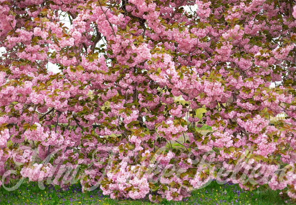 Kate Sommer Outdoor Rosa Kirschblütenbaum Wald Hintergrund entworfen von Mini MakeBelieve - Kate Backdrop.de