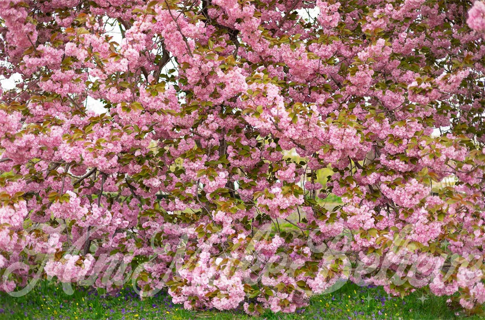 Kate Sommer Outdoor Rosa Kirschblütenbaum Wald Hintergrund entworfen von Mini MakeBelieve - Kate Backdrop.de