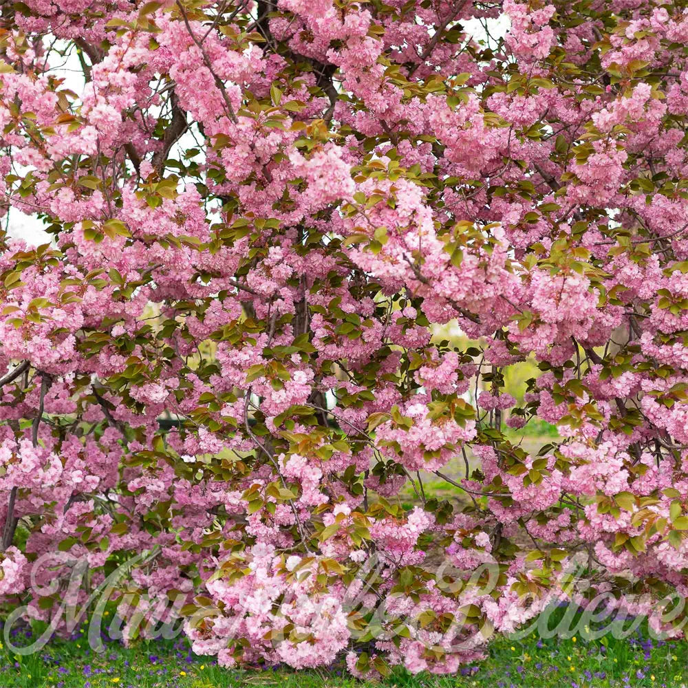 Kate Sommer Outdoor Rosa Kirschblütenbaum Wald Hintergrund entworfen von Mini MakeBelieve - Kate Backdrop.de