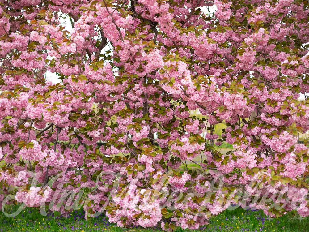 Kate Sommer Outdoor Rosa Kirschblütenbaum Wald Hintergrund entworfen von Mini MakeBelieve - Kate Backdrop.de