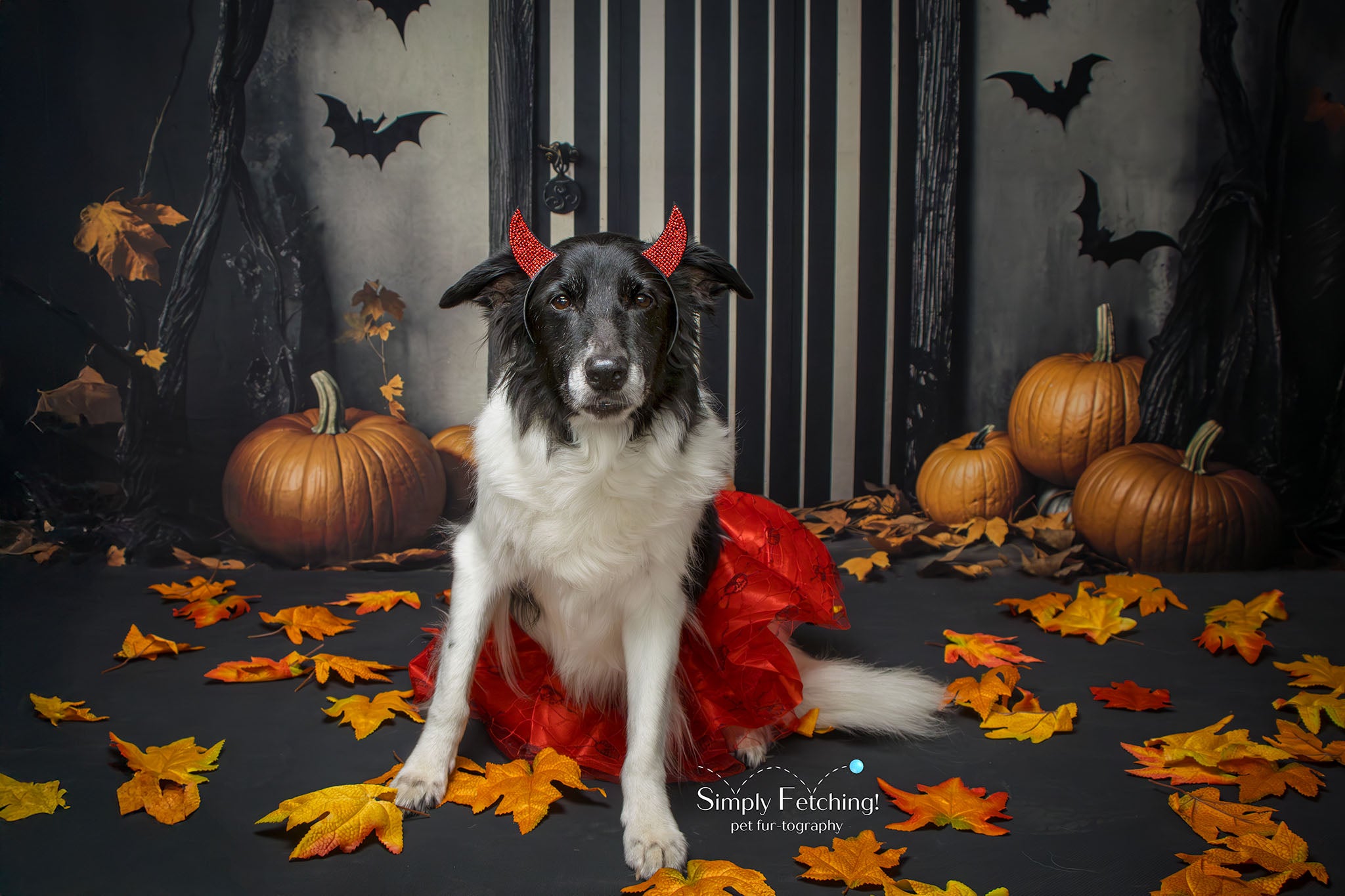 Kate Halloween Tür Kürbisse Fledermäuse Hintergrund Entworfen von Emetselch