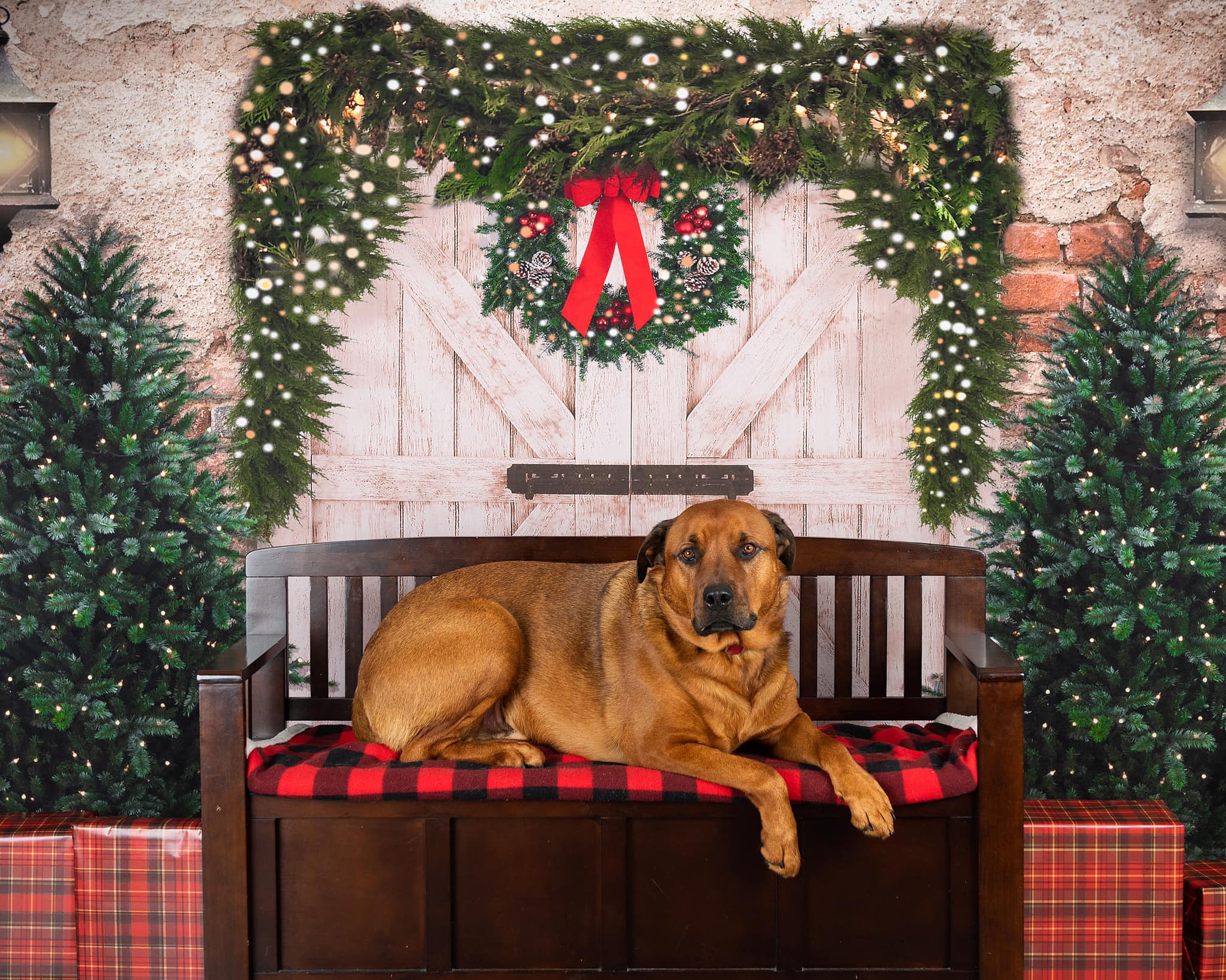 Kate Weihnachten Hintergrund Backsteinmauertür & Weihnachtsbäume Entworfen von JS Photography - Kate Backdrop.de