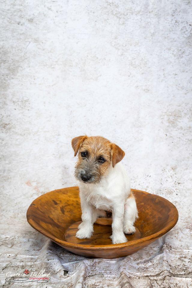 Kate Retro Wand Hintergrund Hund Haustier für Fotografie