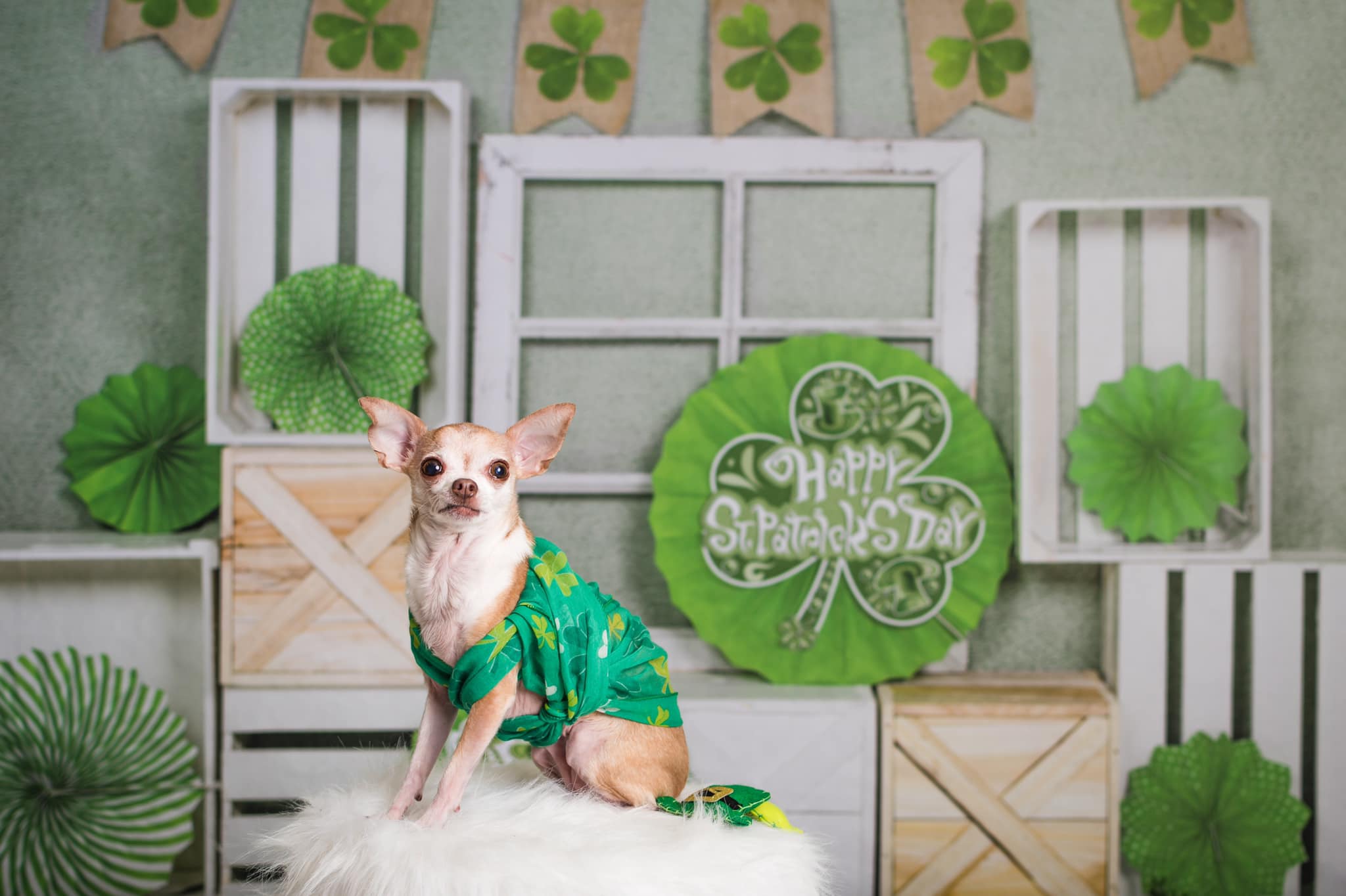 Kate Grüner Kleeblatt-Hintergrund des St. Patrick's Day Entworfen von Emetselch - Kate Backdrop.de