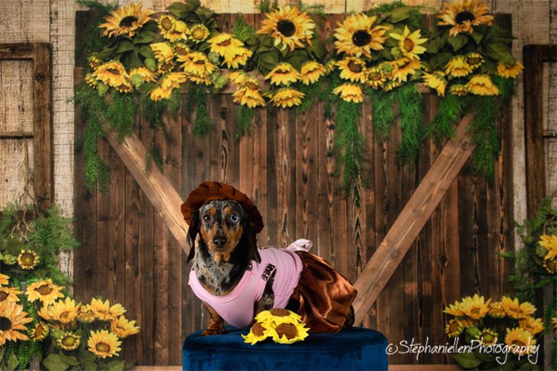 Kate Frühling Sonnenblumen Holztür Hintergrund Entworfen von Emetselch