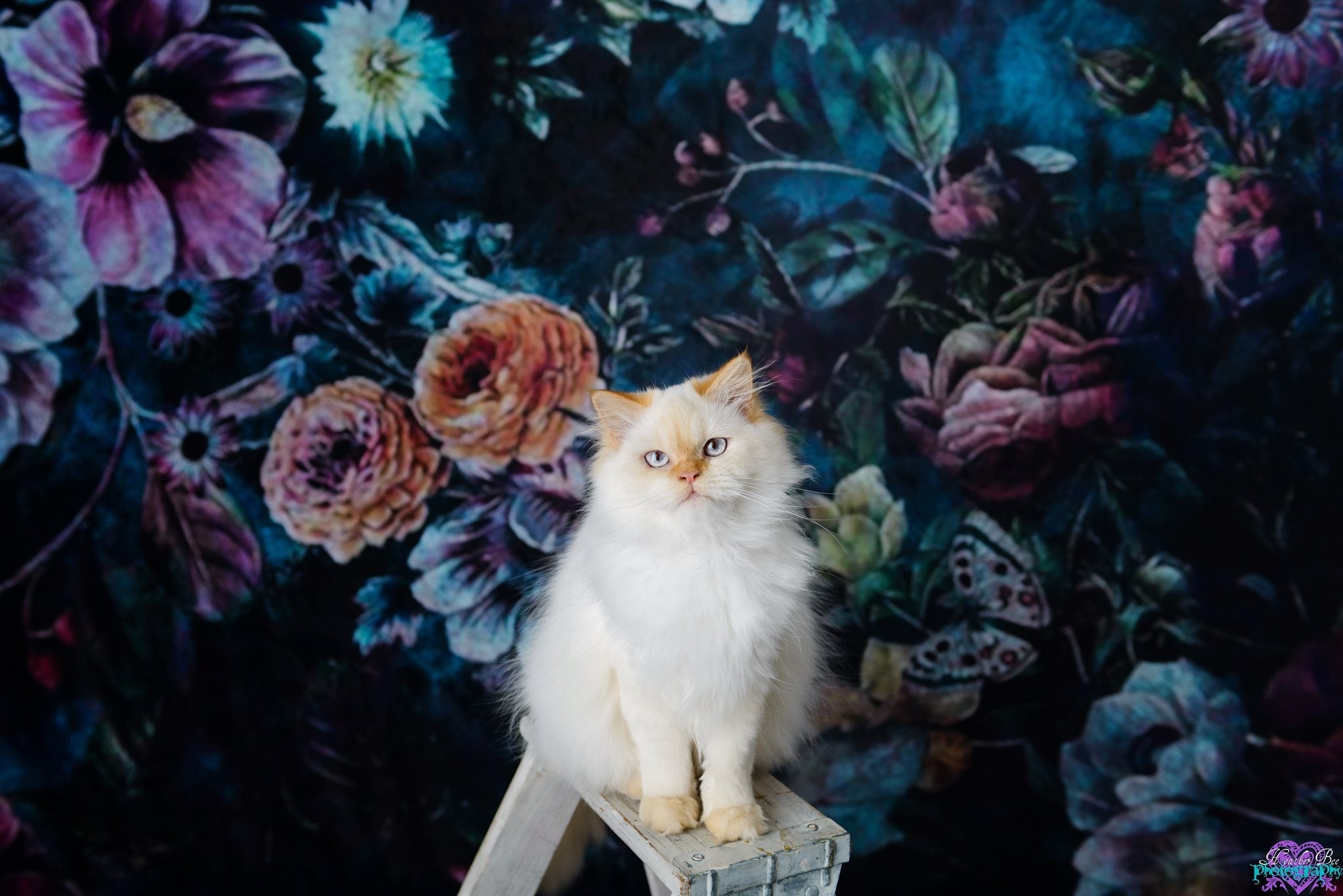 Kate Vintager Rosen-Blumen-Hintergrund für die Fotografie entworfen von Avion Photography