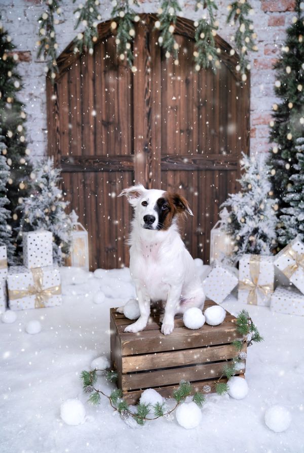 Kate Weihnachten Hintergrund Winter Backsteinmauer von Emetselch