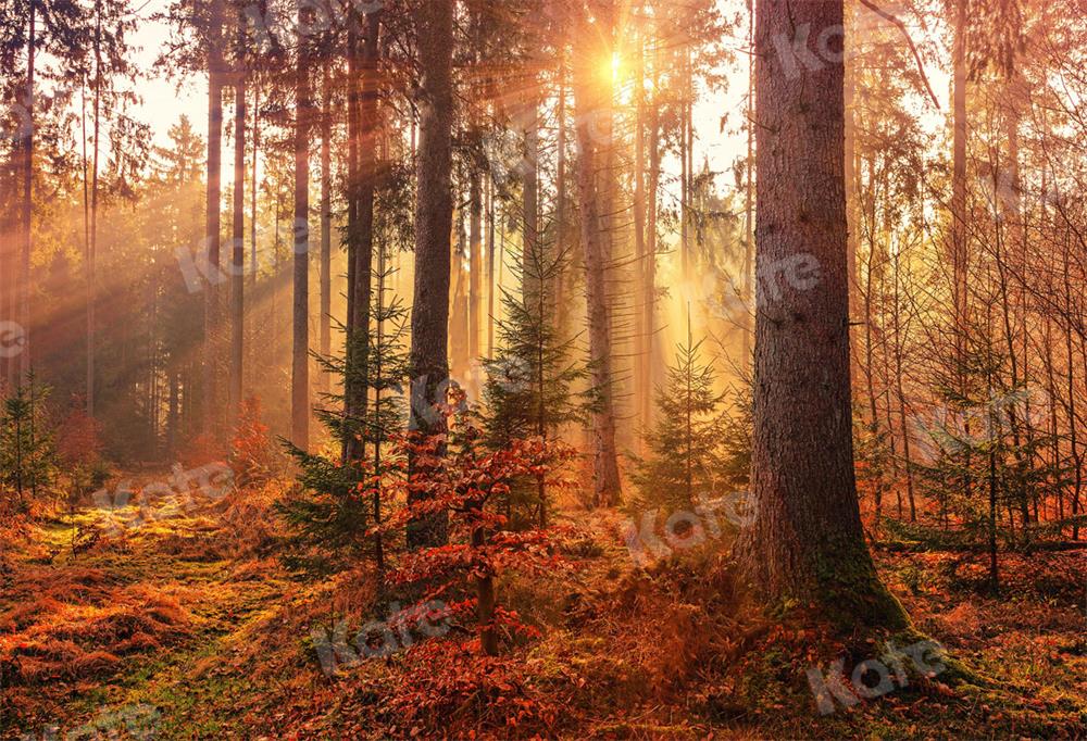 Kate Herbst Hintergrund Wald Sonnenlicht für Fotografie