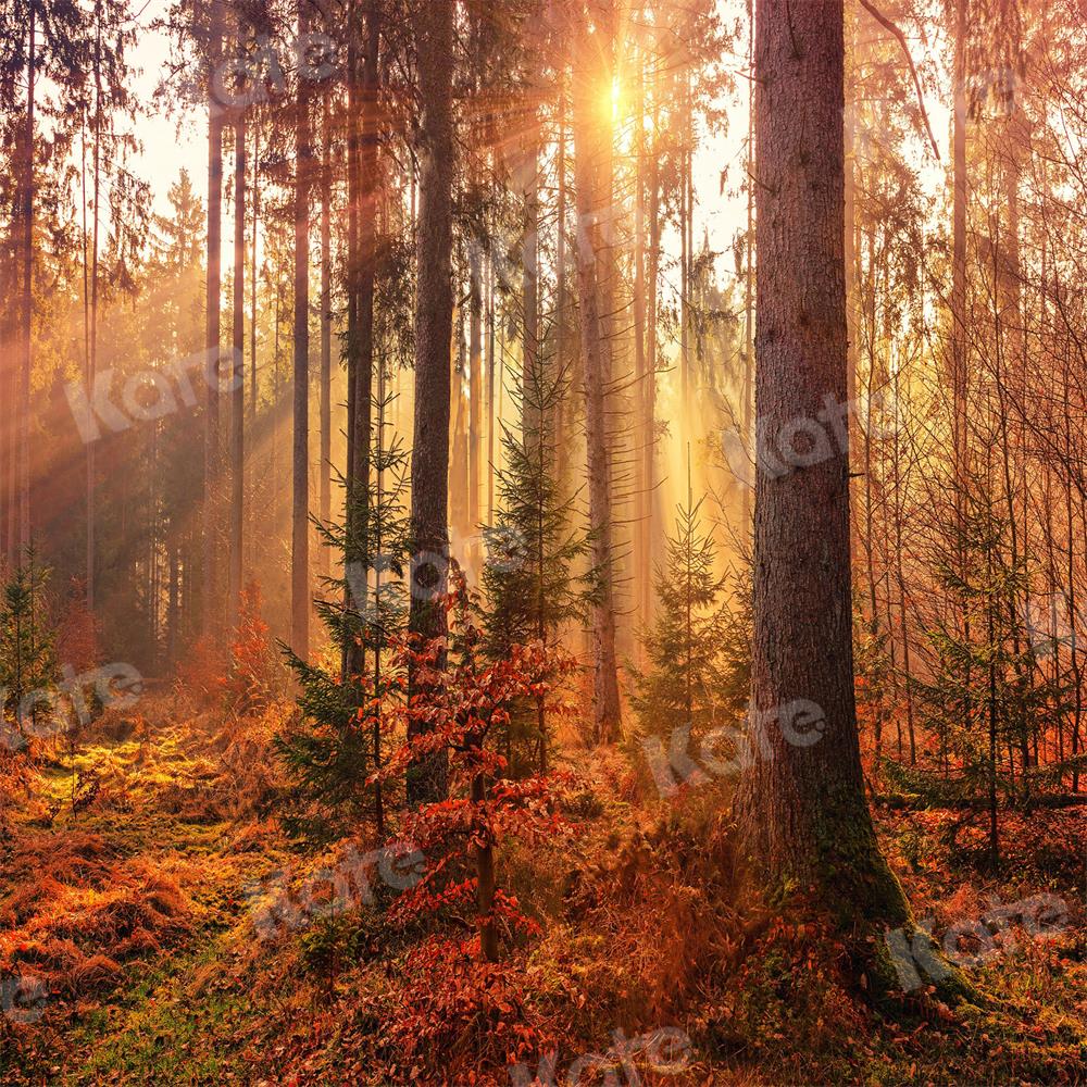 Kate Herbst Hintergrund Wald Sonnenlicht für Fotografie