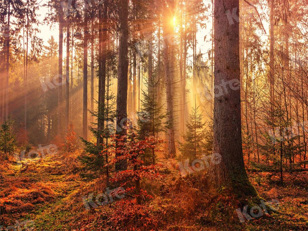 Kate Herbst Hintergrund Wald Sonnenlicht für Fotografie