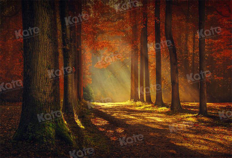 Kate Herbst Sonnenuntergang Wald Hintergrund für Fotografie