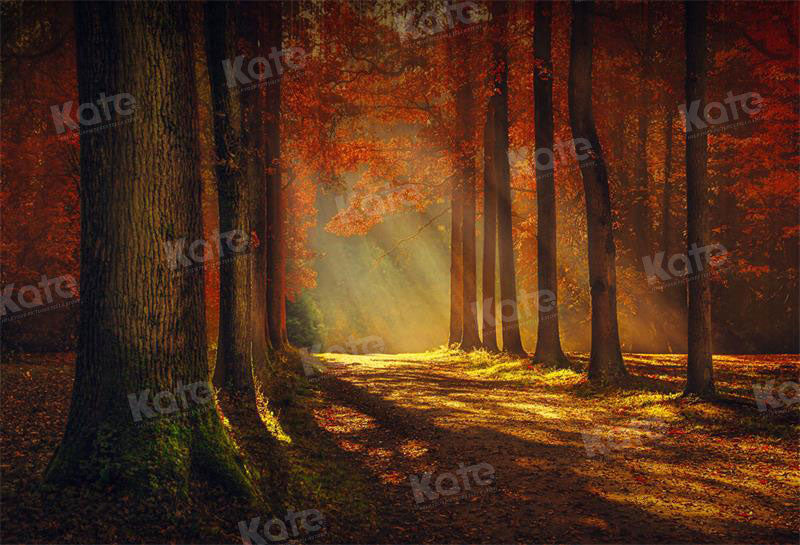 Kate Herbst Sonnenuntergang Wald Hintergrund für Fotografie - Kate Backdrop.de