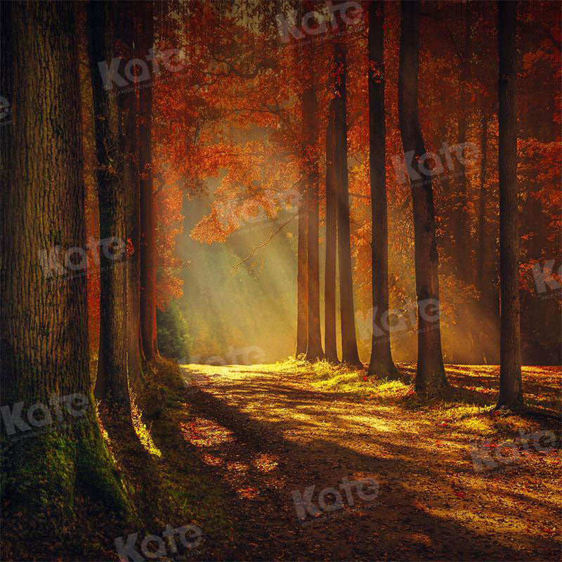 Kate Herbst Sonnenuntergang Wald Hintergrund für Fotografie - Kate Backdrop.de