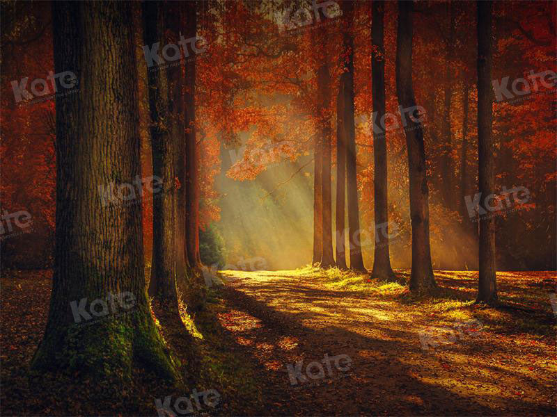 Kate Herbst Sonnenuntergang Wald Hintergrund für Fotografie - Kate Backdrop.de