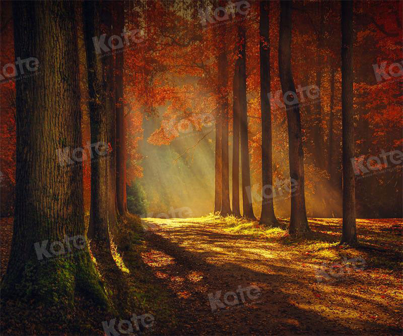 Kate Herbst Sonnenuntergang Wald Hintergrund für Fotografie - Kate Backdrop.de