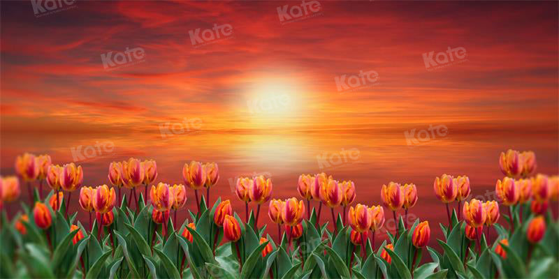 Kate Frühling Tulpe Dämmerung Sonnenuntergang Hintergrund für die Fotografie