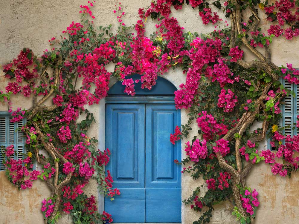Kate Frühlingsblumenwand im mediterranen Stil Blaue Tür Hintergrundkulisse von Chain Photography - Kate Backdrop.de