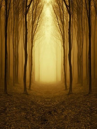 Katebackdrop：Kate Natural Brown Road With Forest Photography Backdrops