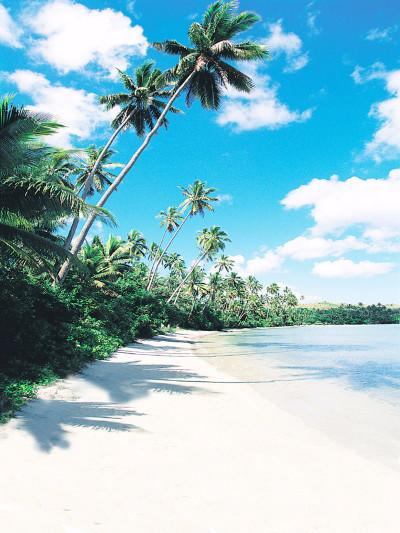 Katebackdrop£ºKate Summer Beach Blue Sky Palms Photography Backdrops