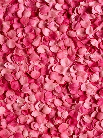 Katebackdrop：Kate Valentine'S Day Red Rose Petal Backdrops