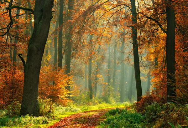 Herbst Wald Mit Ahorn Und Grünes Gras