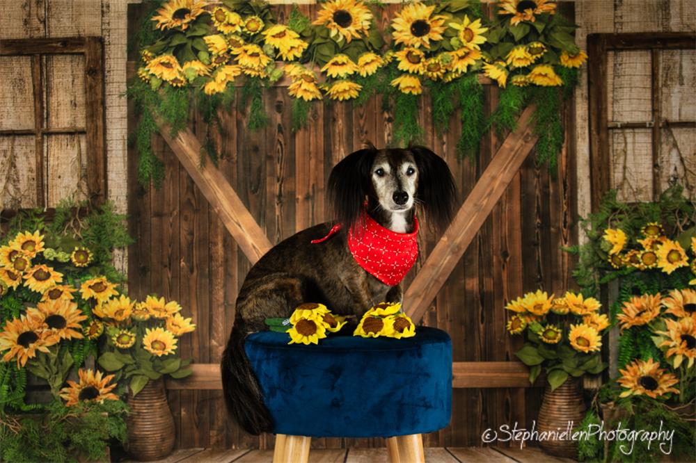 Kate Frühling Sonnenblumen Holztür Hintergrund Entworfen von Emetselch