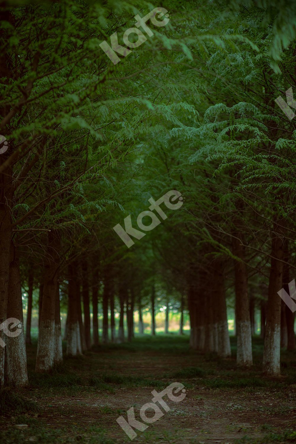 Kate Sommer Hintergrund Wald Straße Entworfen von Emetselch