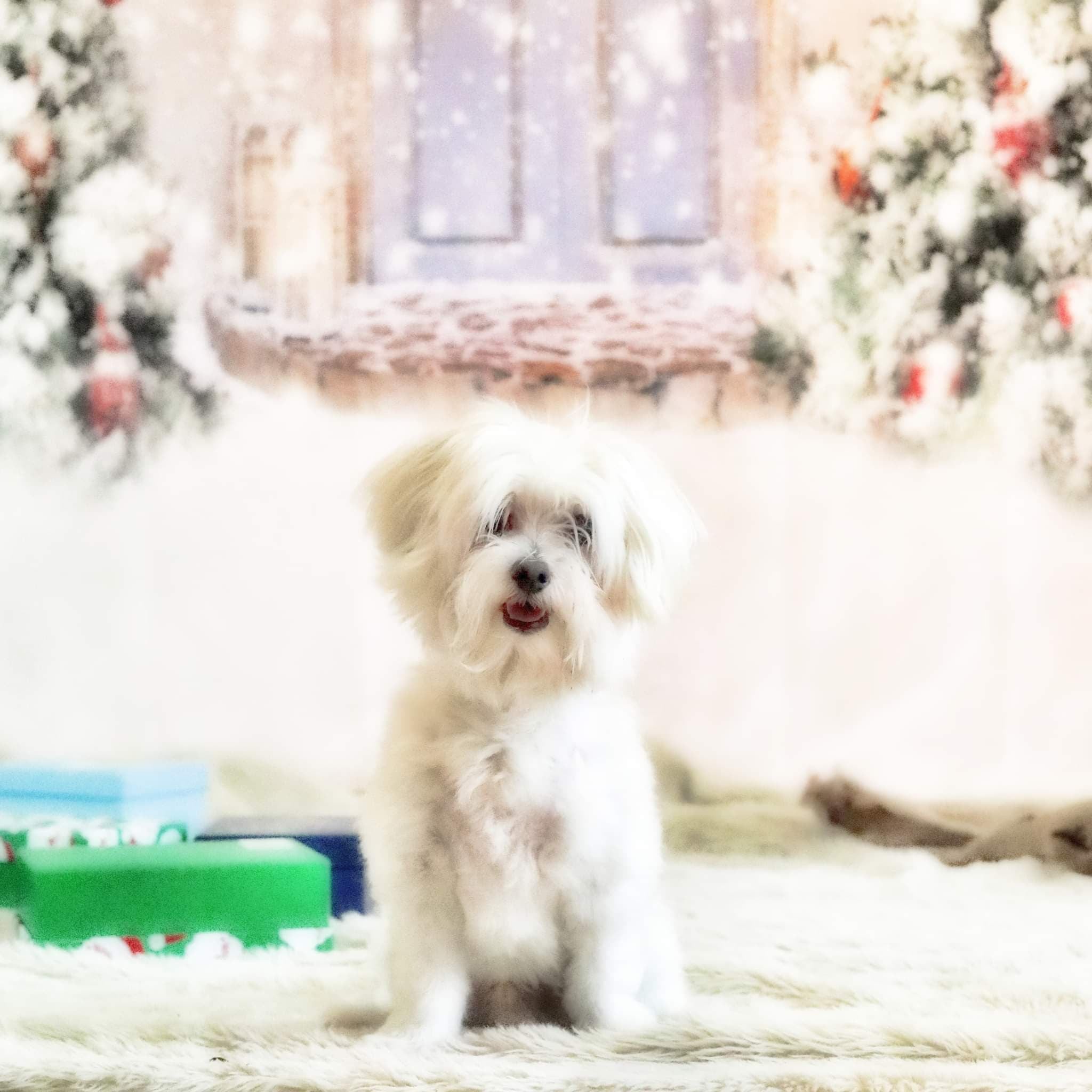 Kate Schneehintergrund der Weihnachtstürfront  Weihnachten für Fotografie - Kate Backdrop.de