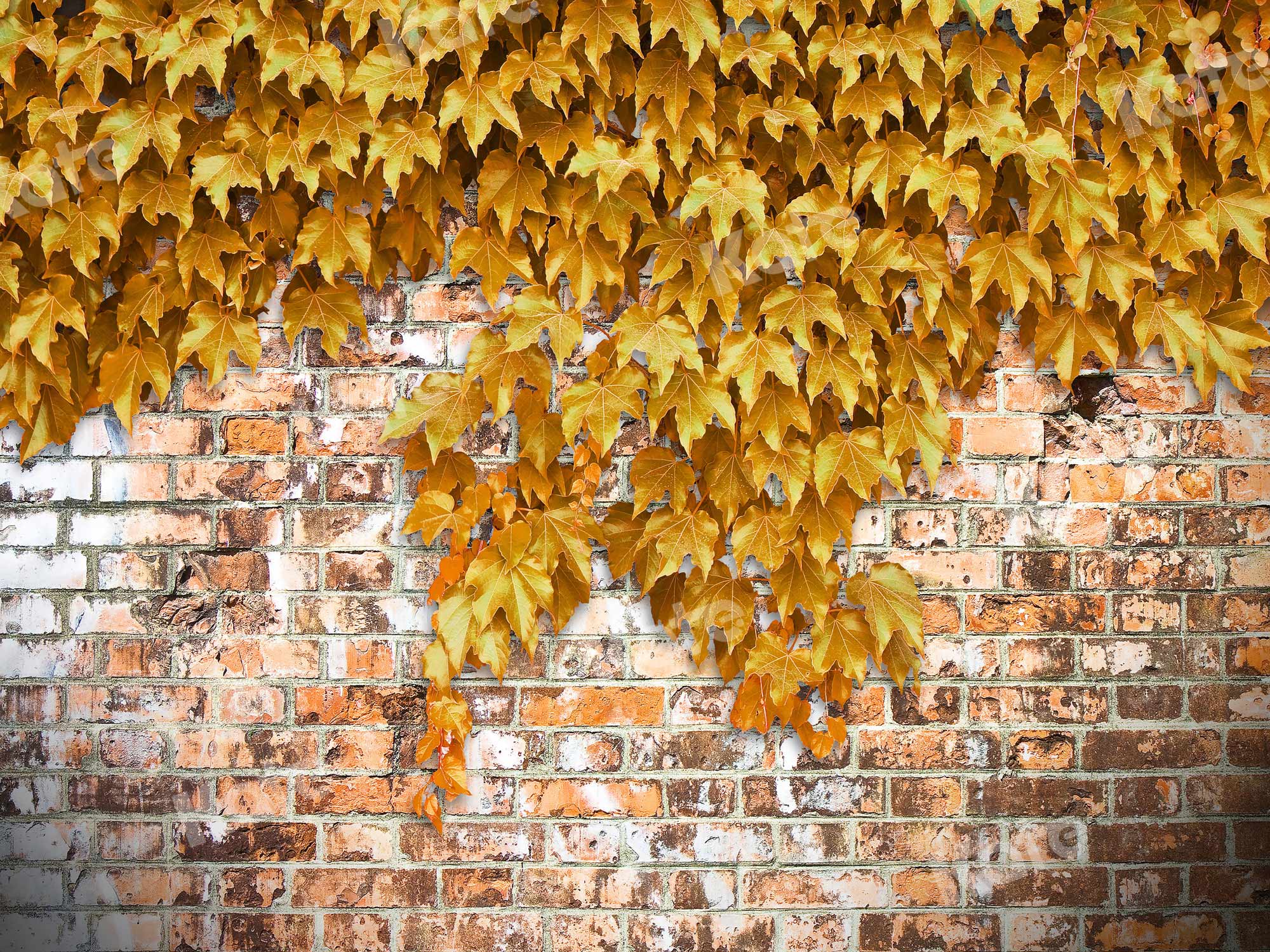 Kate Herbst Hintergrund Backsteinmauer mit gelben Kriechpflanzen Backstein von JS Photography