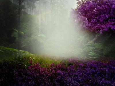 Lila Lavendel Blume Wald Hintergrund