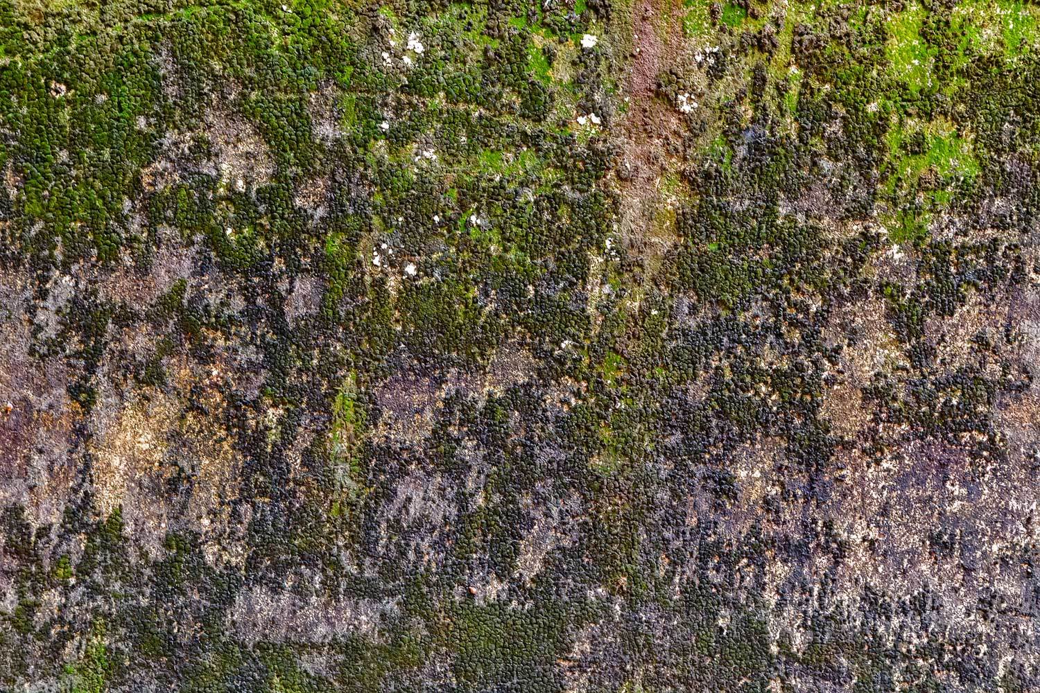 Katebackdrop：Kate Spring Moss background Wall Backdrop